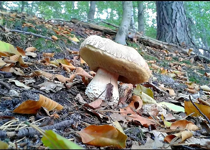 Saneczkowa3.10