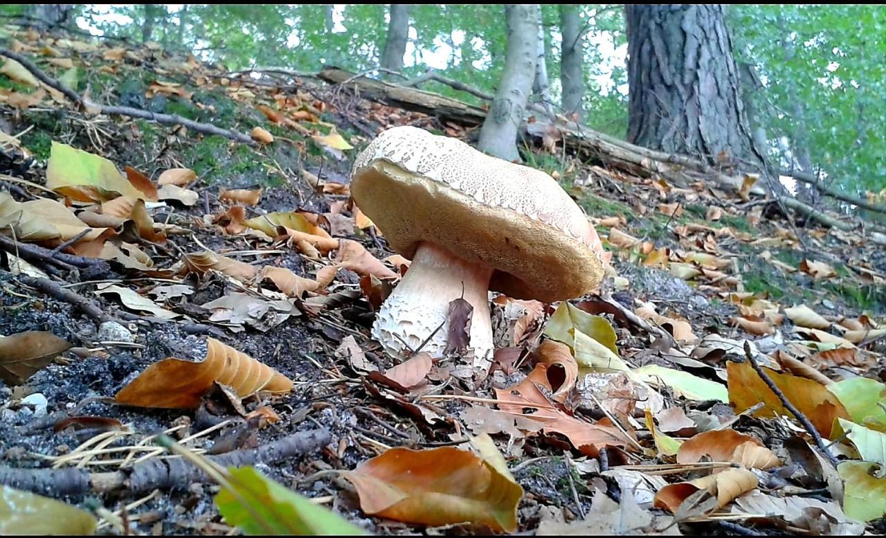 Saneczkowa3.10 *